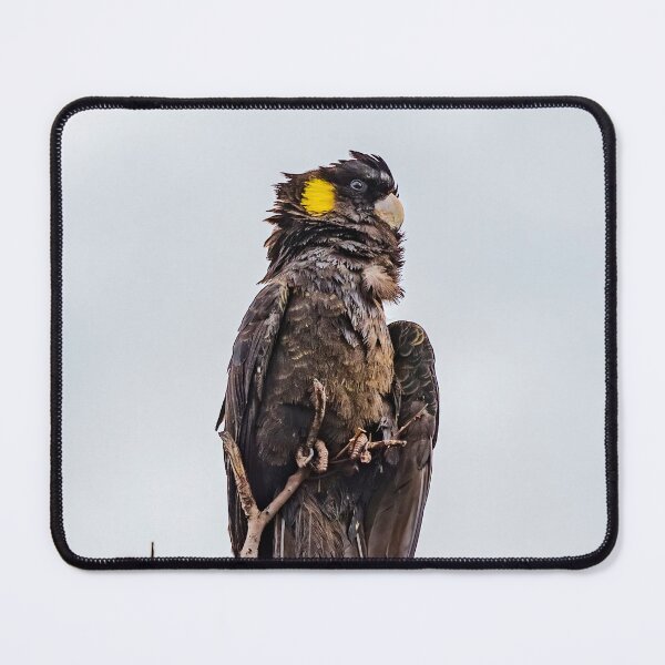 Item preview, Yellow-tailed Black Cockatoo designed and sold by Peter Hocking.