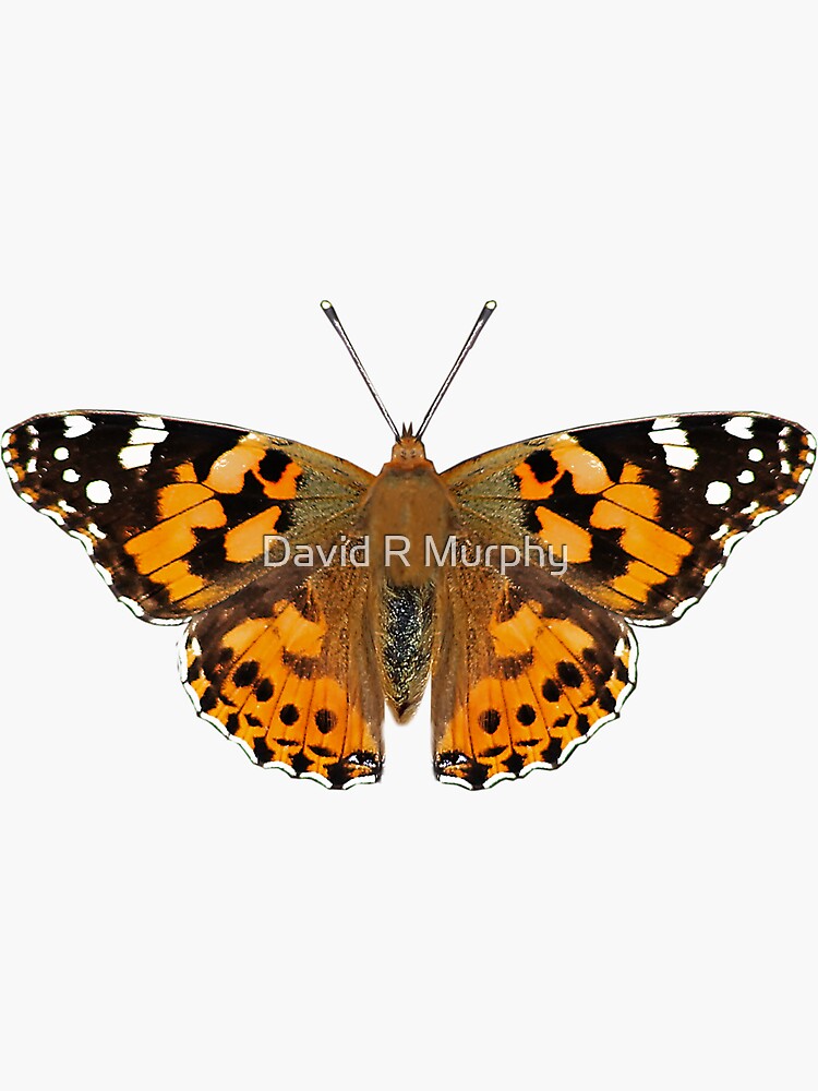 Painted Lady Butterfly Sticker