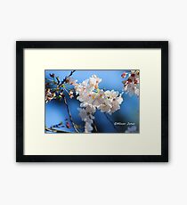 blossoms Framed Print