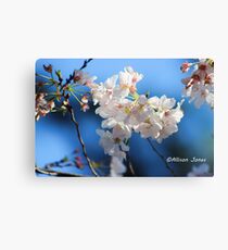 blossoms Canvas Print
