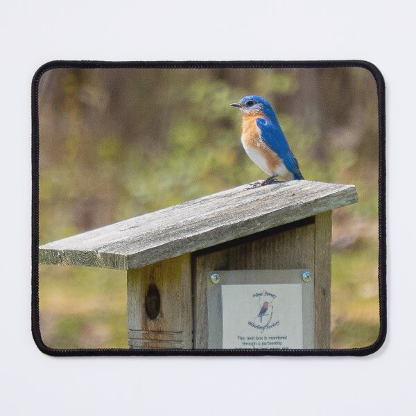 Item preview, Eastern Blue Bird designed and sold by Lauren1235.