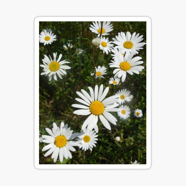 Daisy faces Sticker