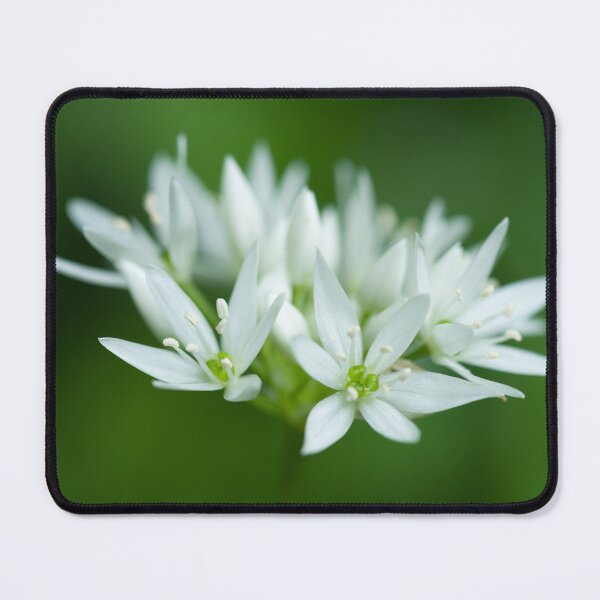 Item preview, Wild Garlic Flowers designed and sold by Craig Joiner.