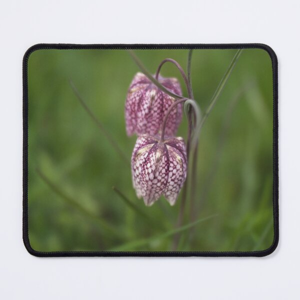 Item preview, Purple and White Fritillary designed and sold by AnitaLynne.