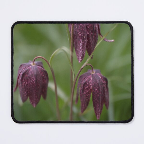 Item preview, Purple Snake's Head Fritillary designed and sold by AnitaLynne.