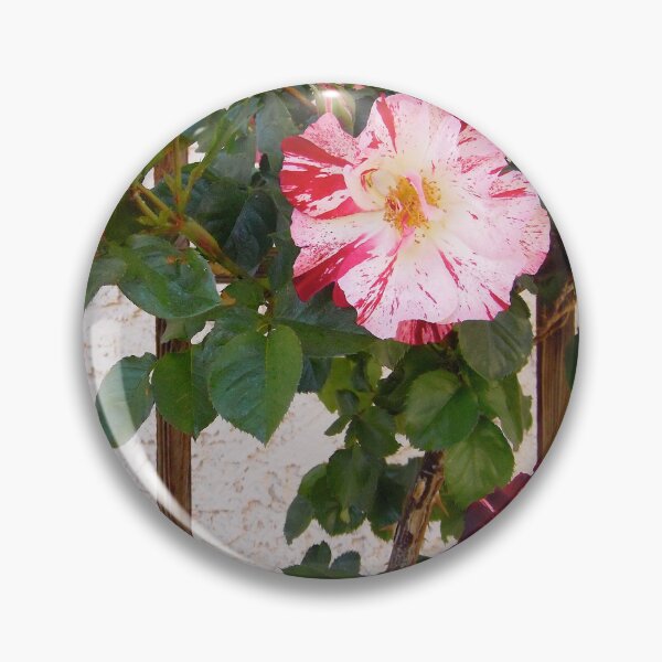 Item preview, Red and white roses designed and sold by Shulie1.