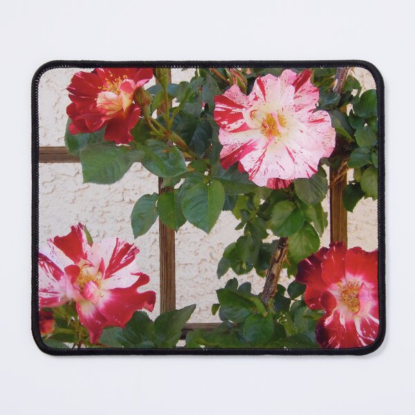 Item preview, Red and white roses designed and sold by Shulie1.