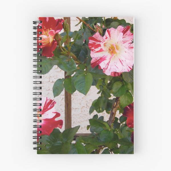 Item preview, Red and white roses designed and sold by Shulie1.