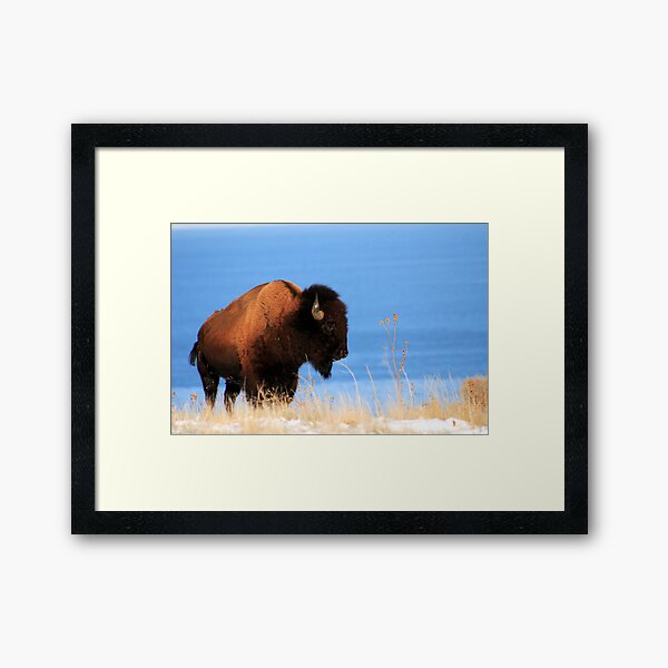 Island Buffalo Framed Art Print