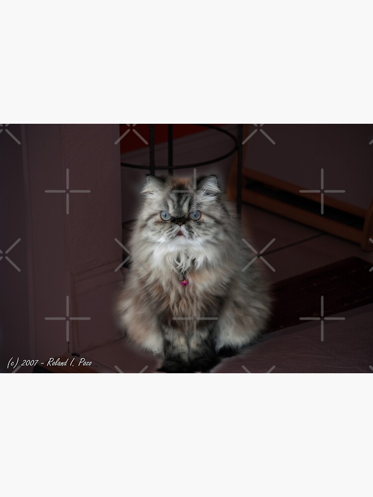 Fur Ball by photorolandi