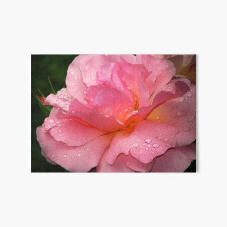 Pink Rose with Raindrops and Sunlight Art Board Print