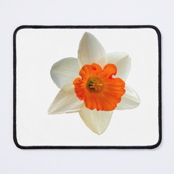 Item preview, Springtime Orange and White Daffodil designed and sold by LadyKandis.