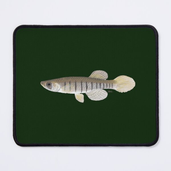Item preview, Lined Topminnow designed and sold by LeakyCanoeArt.