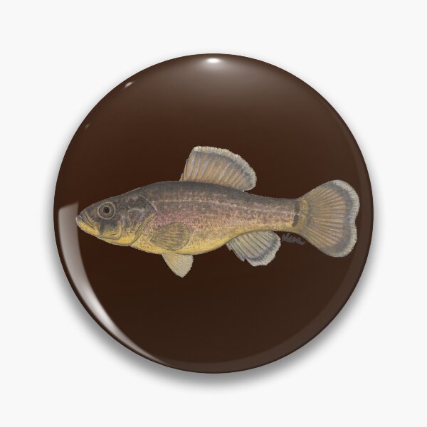 Item preview, Pirate Perch (Aphredoderus sayanus) designed and sold by LeakyCanoeArt.