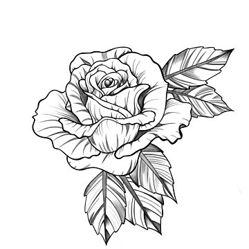 5 roses of tattoo designs in black and grey style. – TattooDesignStock