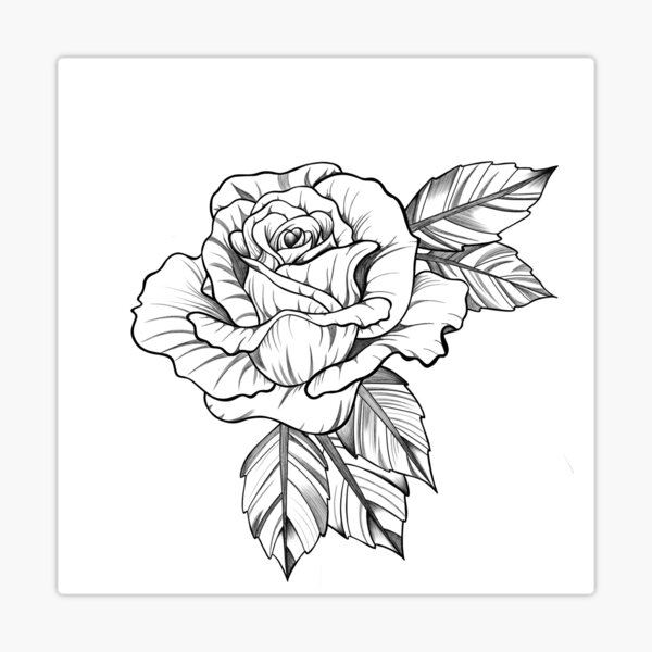 Hand drawn rose hi-res stock photography and images - Alamy