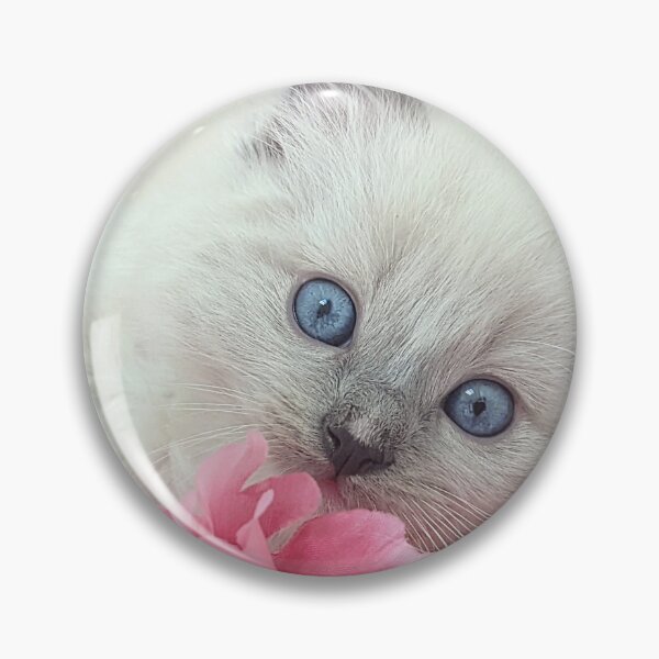 Item preview, Blue eyed ragdoll kitten designed and sold by Fluffycat2020.