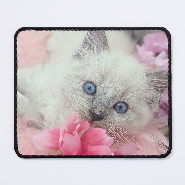 Item preview, Blue eyed ragdoll kitten designed and sold by Fluffycat2020.