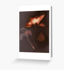 Poinsettia Greeting Card
