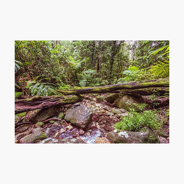 Item preview, Mossman Rainforest 3900 designed and sold by Justin Mckinney.