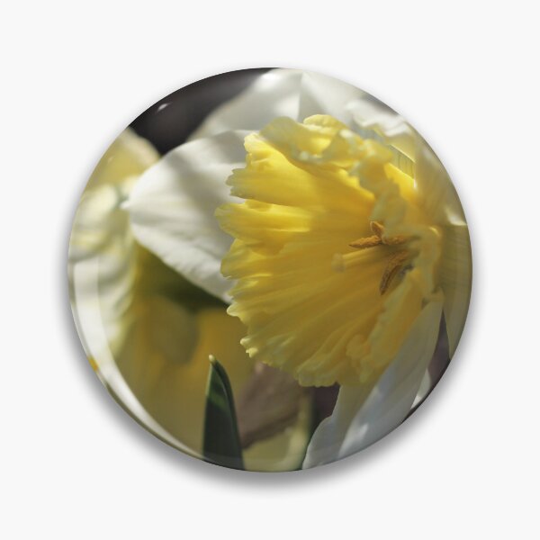 Item preview, 'Ice Follies' Daffodil designed and sold by Kathleen Daley.