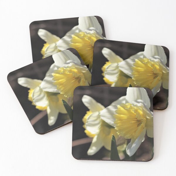 Item preview, 'Ice Follies' Daffodil designed and sold by Kathleen Daley.