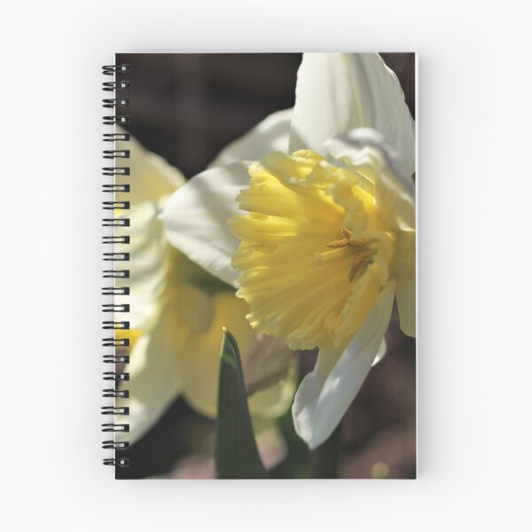 Item preview, 'Ice Follies' Daffodil designed and sold by Kathleen Daley.