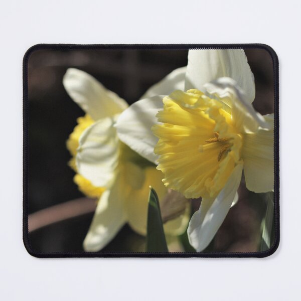 Item preview, 'Ice Follies' Daffodil designed and sold by Kathleen Daley.