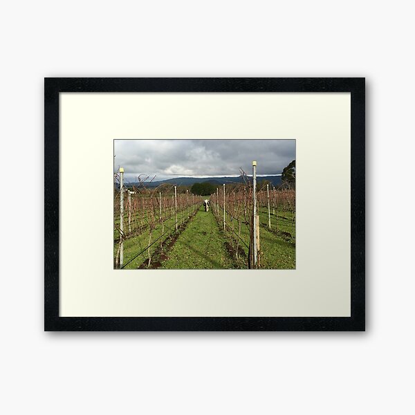 Item preview, Grape grazing, Hanging Rock Winery designed and sold by Susan Henry.