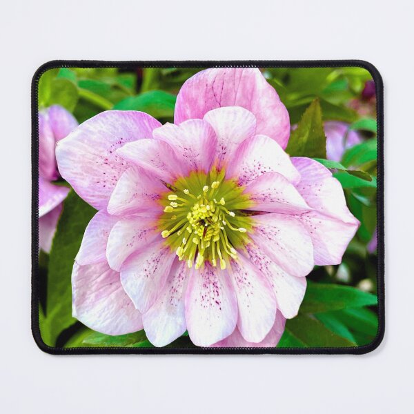 Item preview, Vibrant Pink Hellebore designed and sold by LadyKandis.