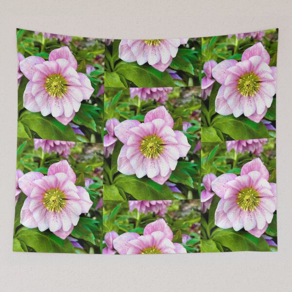 Item preview, Vibrant Pink Hellebore designed and sold by LadyKandis.