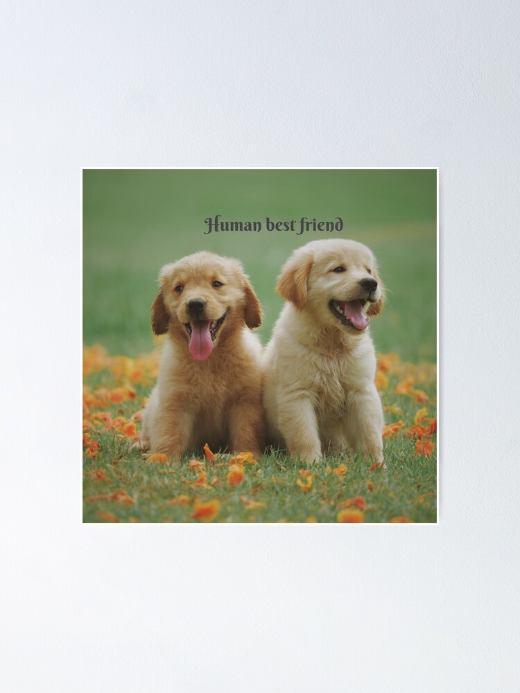 "dogs ,cute dogs" Poster for Sale by Rafifatima Redbubble