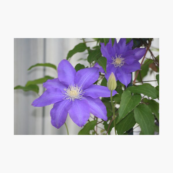 Purple Flowers Photographic Print