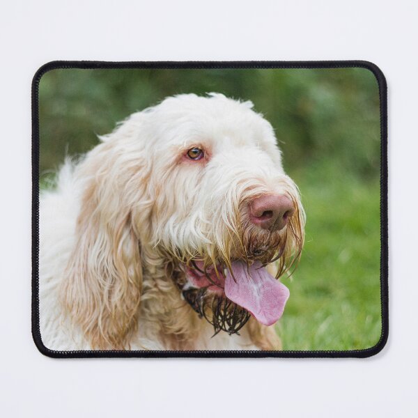 Item preview, Relax and take it easy Spinone  designed and sold by FOLK ART FUSION by heidiannemorris.