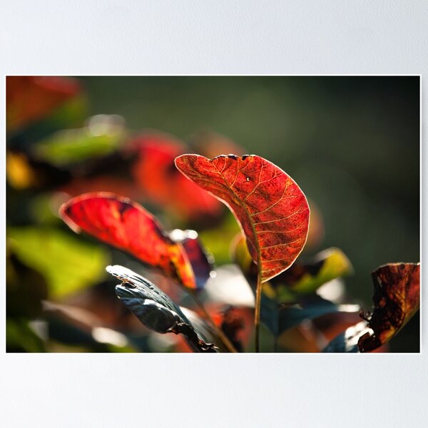 Item preview, Autumn fire designed and sold by mb-art-photo.
