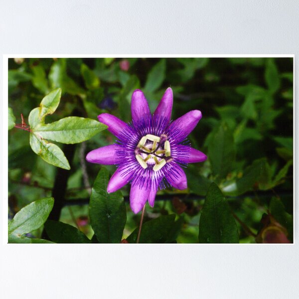 Passiflora Poster