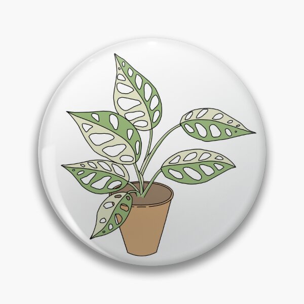 Item preview, Variegated Monstera Adansonii 2 designed and sold by TASORA.
