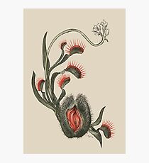 Venus Flytrap Photographic Print