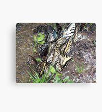 swarming Canvas Print