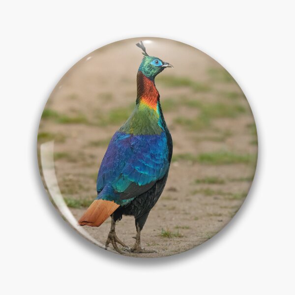Item preview, Himalayan Monal designed and sold by ritusdesigns.