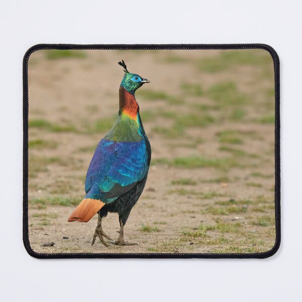 Item preview, Himalayan Monal designed and sold by ritusdesigns.