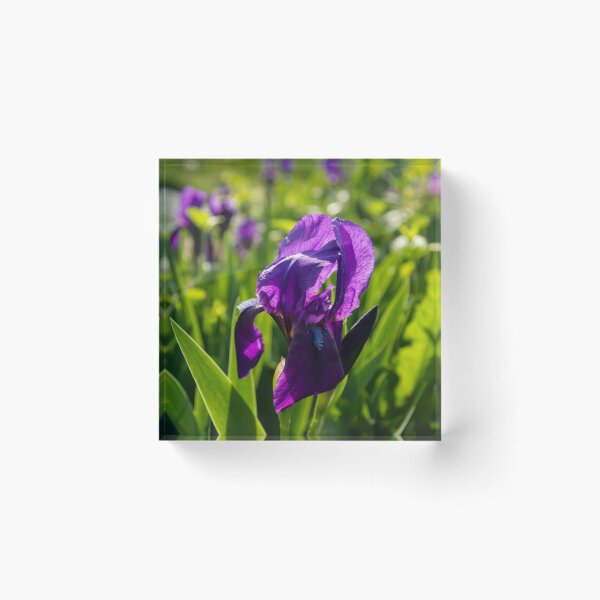 Item preview, Royal Purple Irises in Bloom - A Garden for Vincent Van Gogh designed and sold by Georgia Mizuleva.