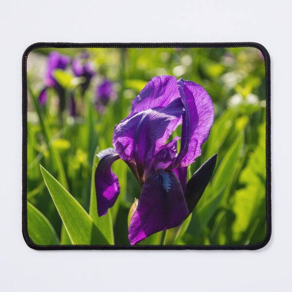 Item preview, Royal Purple Irises in Bloom - A Garden for Vincent Van Gogh designed and sold by Georgia Mizuleva.