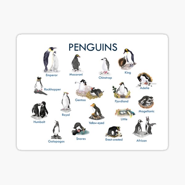 Item preview, Love penguins? - know all the penguins of the world! designed and sold by Mel Dixon (@patternbymel).