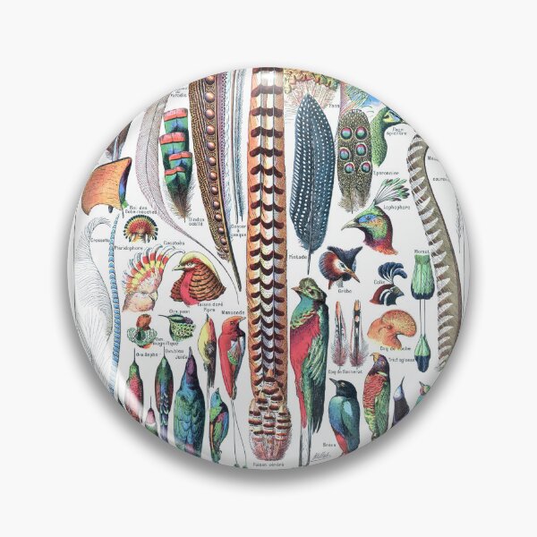 Item preview, vintage feather identification poster designed and sold by cutesy.