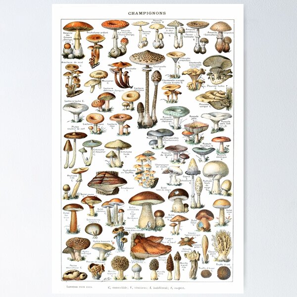 Item preview, Vintage French botanical Illustration - Champignons - Adolphe Millot designed and sold by cutesy.