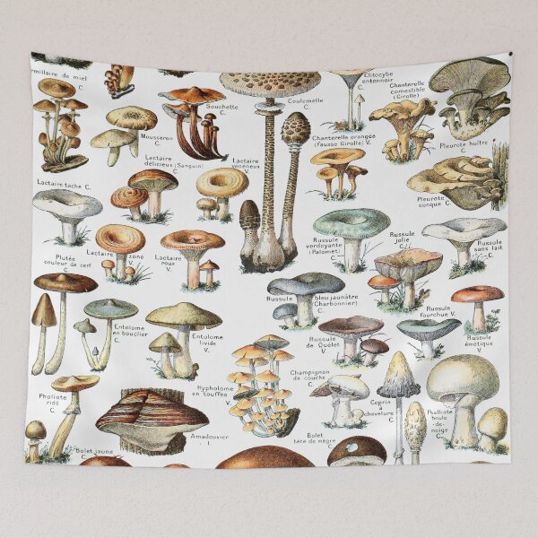 Item preview, Vintage French botanical Illustration - Champignons - Adolphe Millot designed and sold by cutesy.
