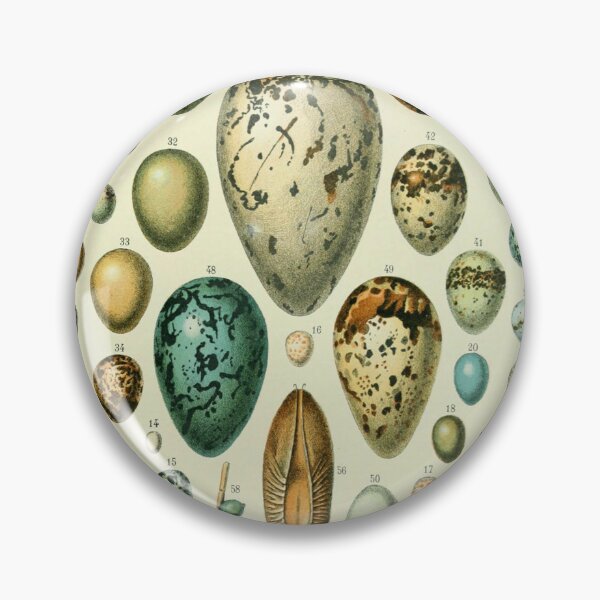 Item preview, Vintage bird egg identification poster designed and sold by cutesy.