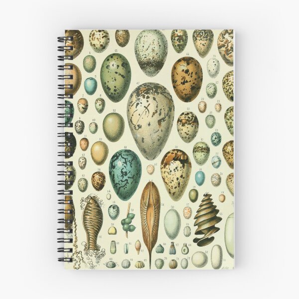 Item preview, Vintage bird egg identification poster designed and sold by cutesy.