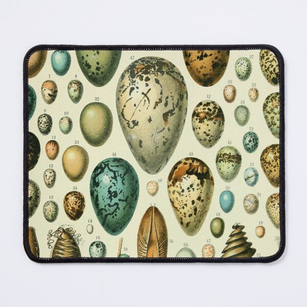 Item preview, Vintage bird egg identification poster designed and sold by cutesy.